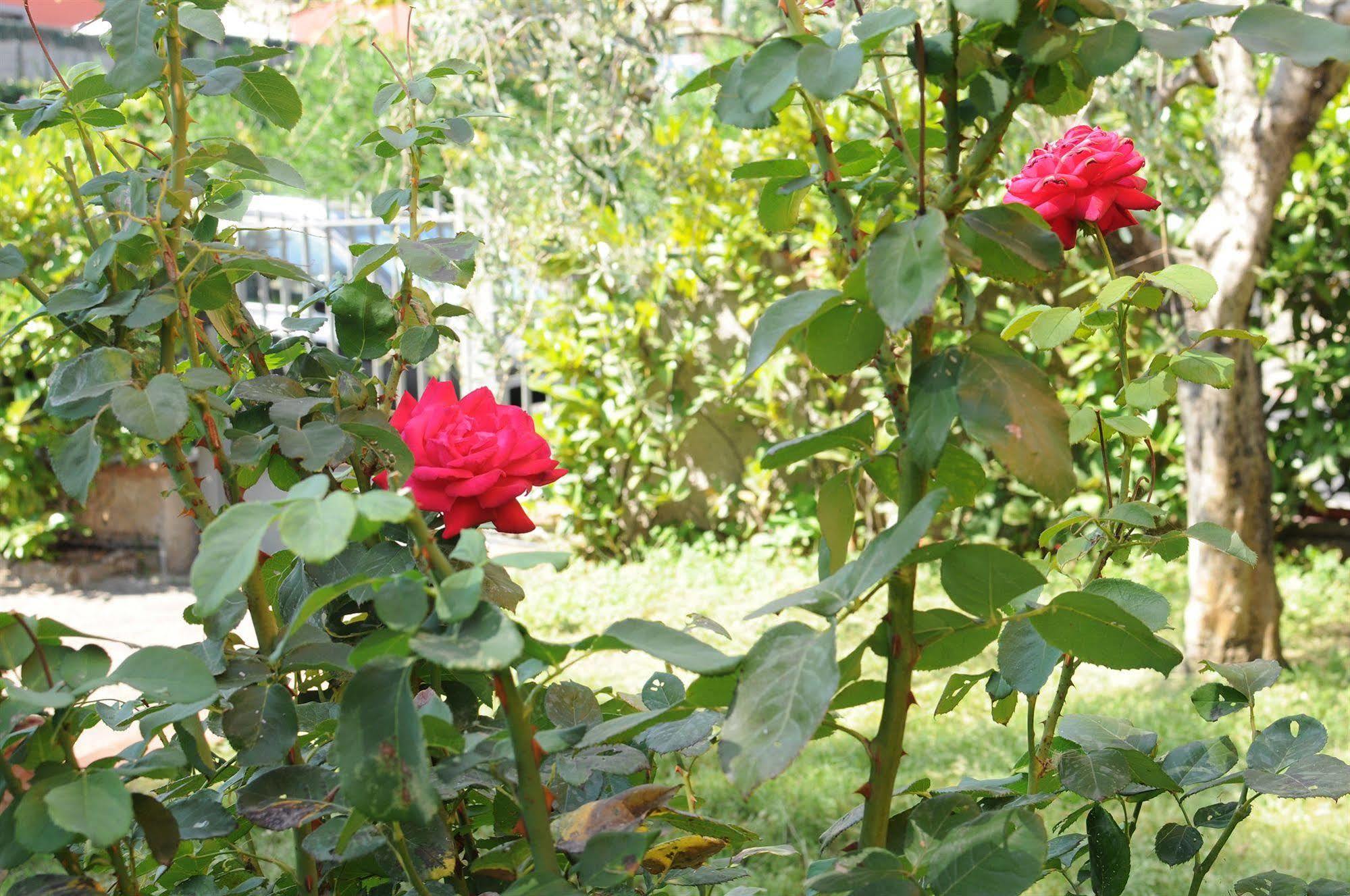 Marinetta Bed & Breakfast Signa Extérieur photo